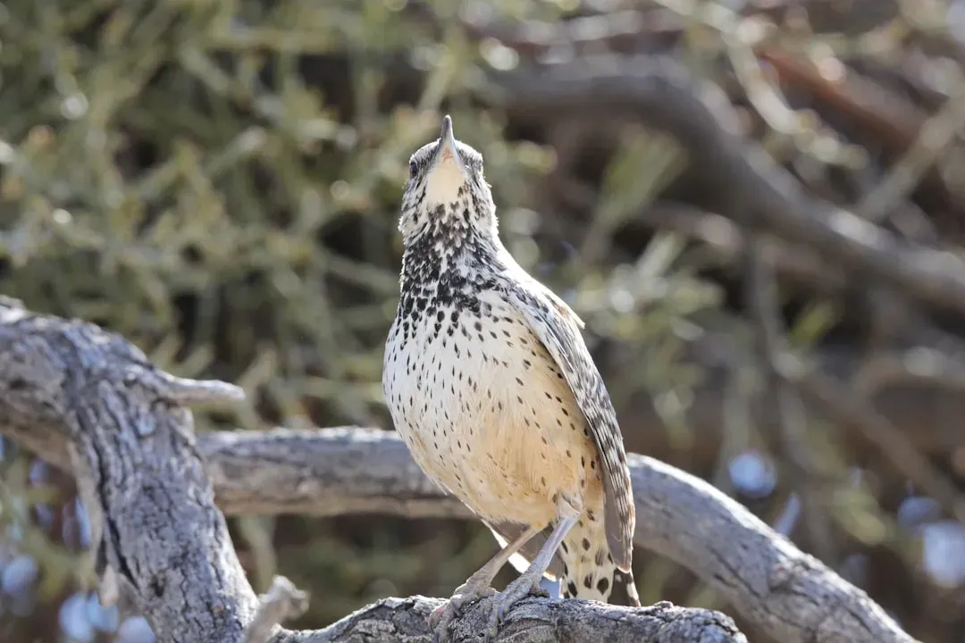 3. The Cactus Wren (Arizona) - The Desert's Unlikely Architect (Image Credits: Unsplash)