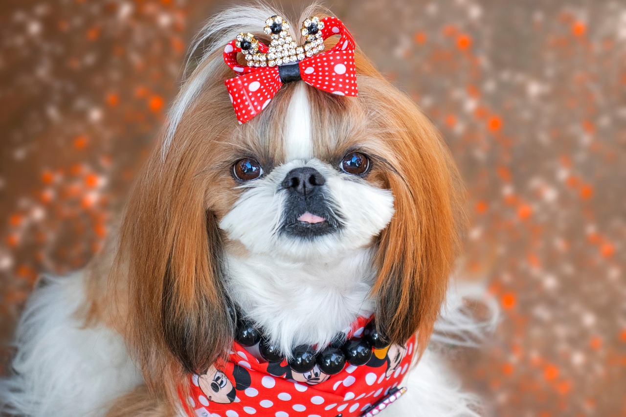 #1 Shih Tzu (Image Credits: Pixabay)