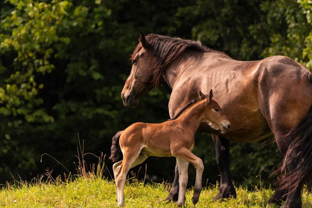 #18 - Breeding a Mare Without a Rock-Solid Plan (Image Credits: Unsplash)
