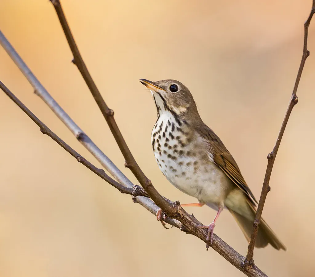 10. The Hermit Thrush (Vermont) - America's Nightingale (Image Credits: Flickr)