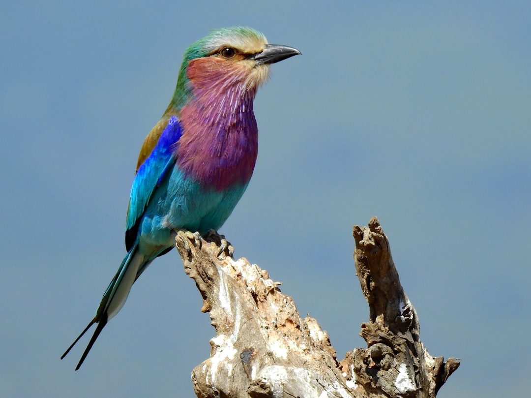 Lilac-Breasted Roller (Image Credits: Unsplash)