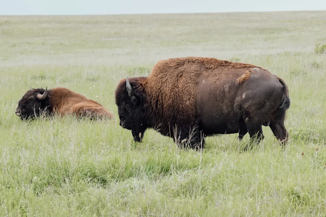 6. Wichita Mountains Wildlife Refuge, Oklahoma (Image Credits: Unsplash)