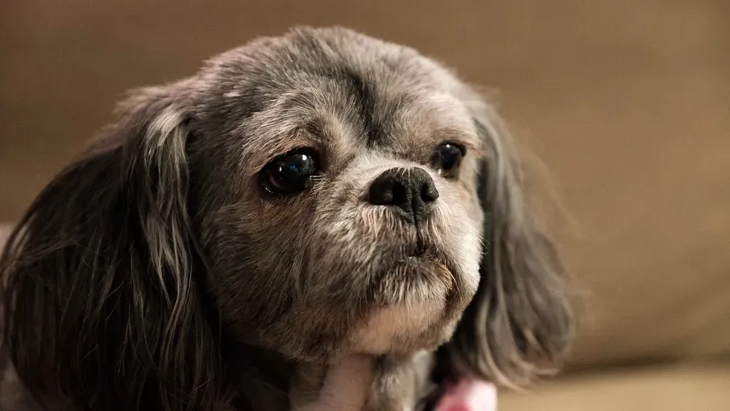The Old Man in Your Dog: Why It's Actually Wonderful (Camera Eye Photography, Flickr, CC BY 2.0)