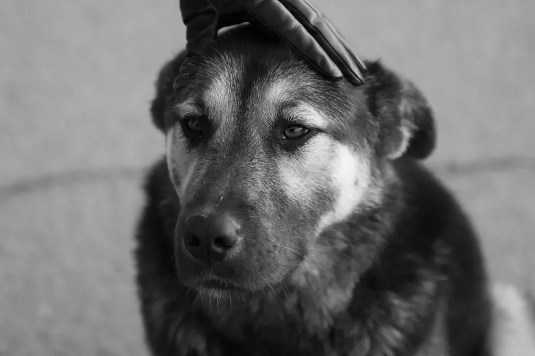 #1 - Dogs Process Words and Tone in Separate Brain Areas Just Like Us (Image Credits: Unsplash)