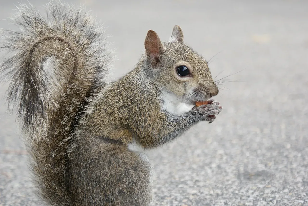 #3: One Chipmunk Can Gather Up to 165 Acorns in a Single Day (Image Credits: Pixabay)