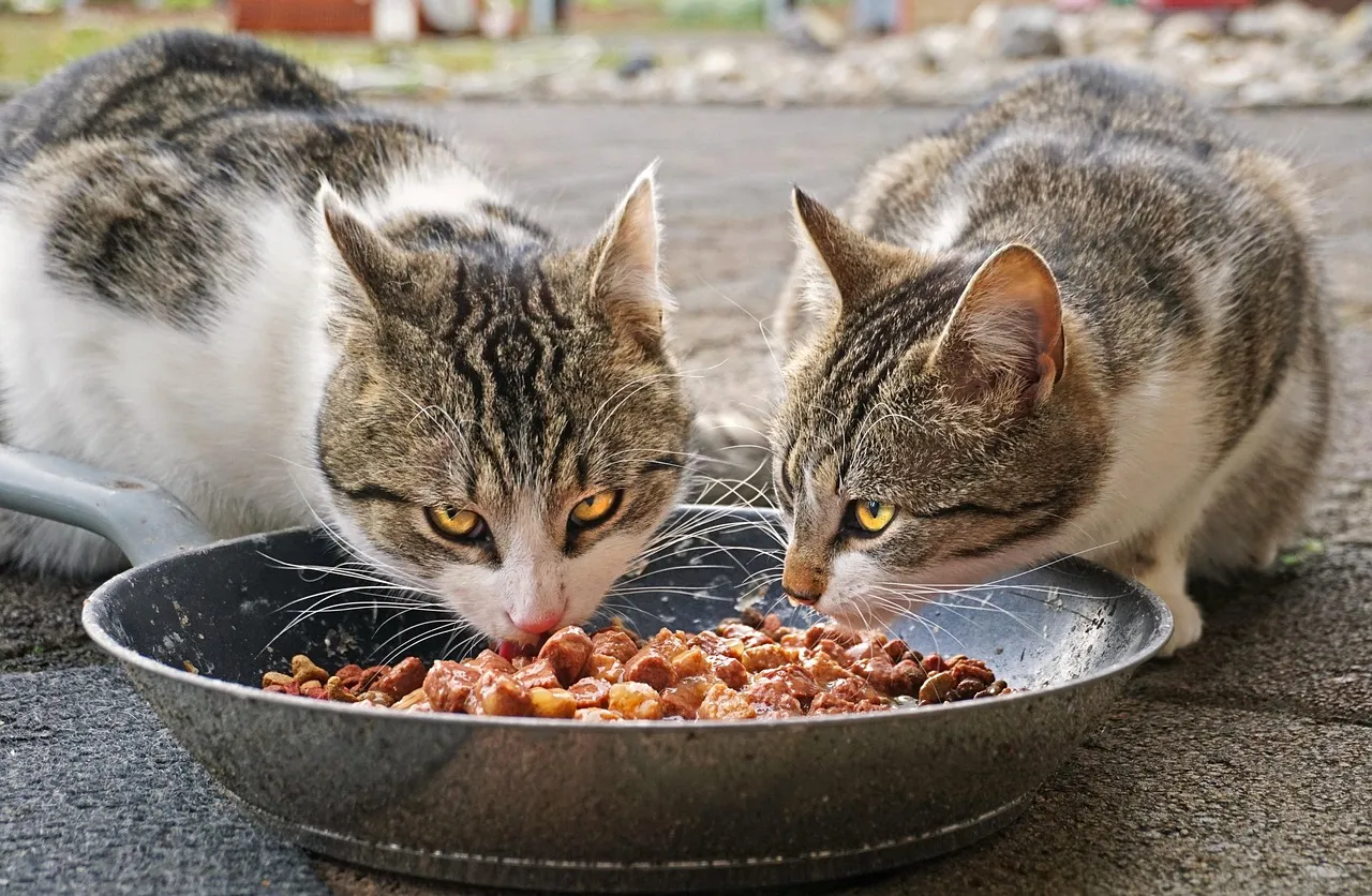 Who Feeds Them (And How Generous You Are) (Image Credits: Pixabay)
