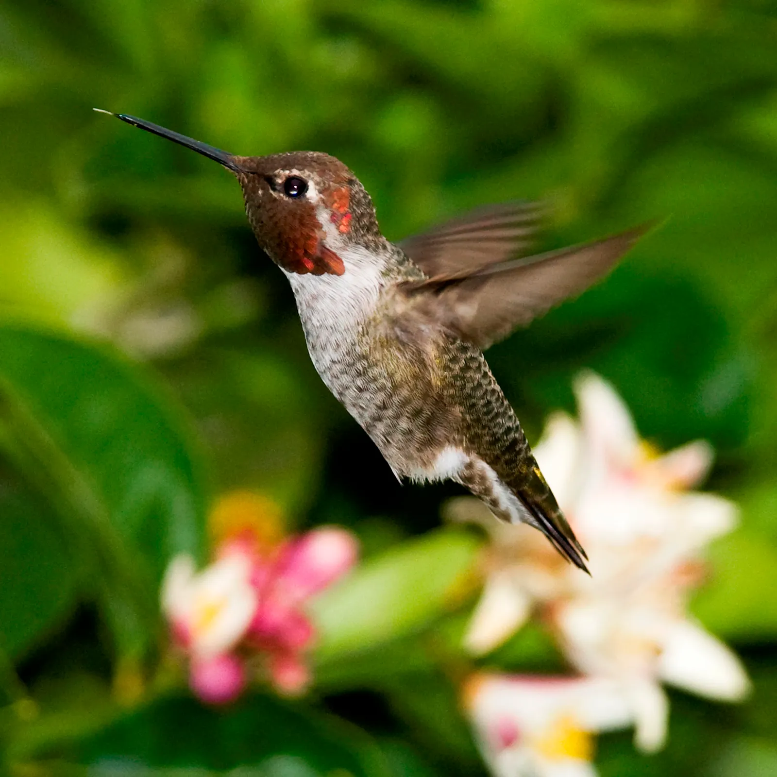 #2 - Syncing Their Exit With Subtle Seasonal Cues (Anna's Hummingbird (Calypte anna), CC BY 2.0)