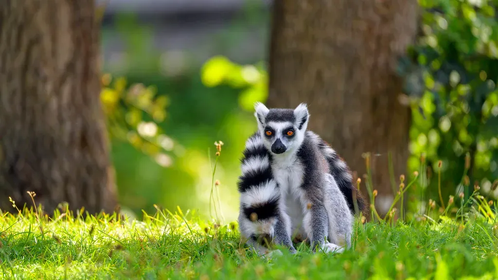 That Spectacular Tail Serves Multiple Purposes (Image Credits: Flickr)