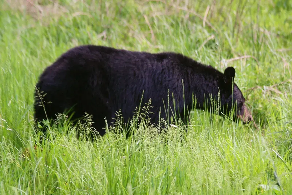Taurus: The Steadfast Black Bear (Image Credits: Flickr)