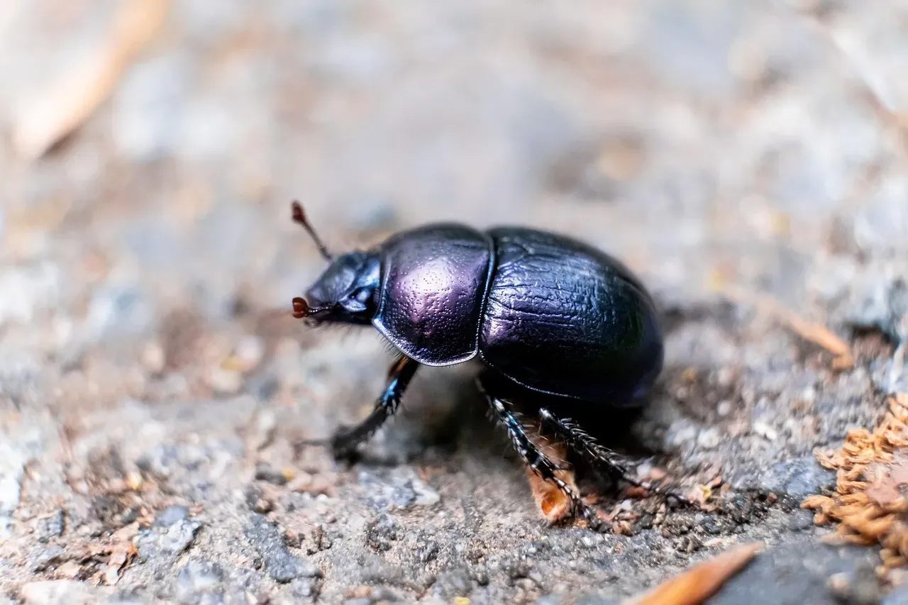 Capricorn: The Beetle (Image Credits: Pixabay)
