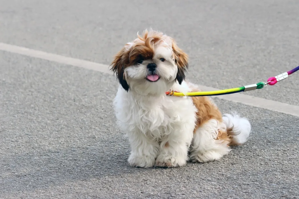 #5 &ndash; Total Meltdown at the Sight of a Leash or Crate (Image Credits: Rawpixel)