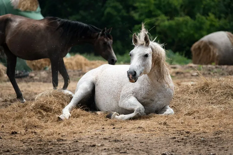 #17 - Overfeeding Grain While Skimping on Hay (Image Credits: Pexels)