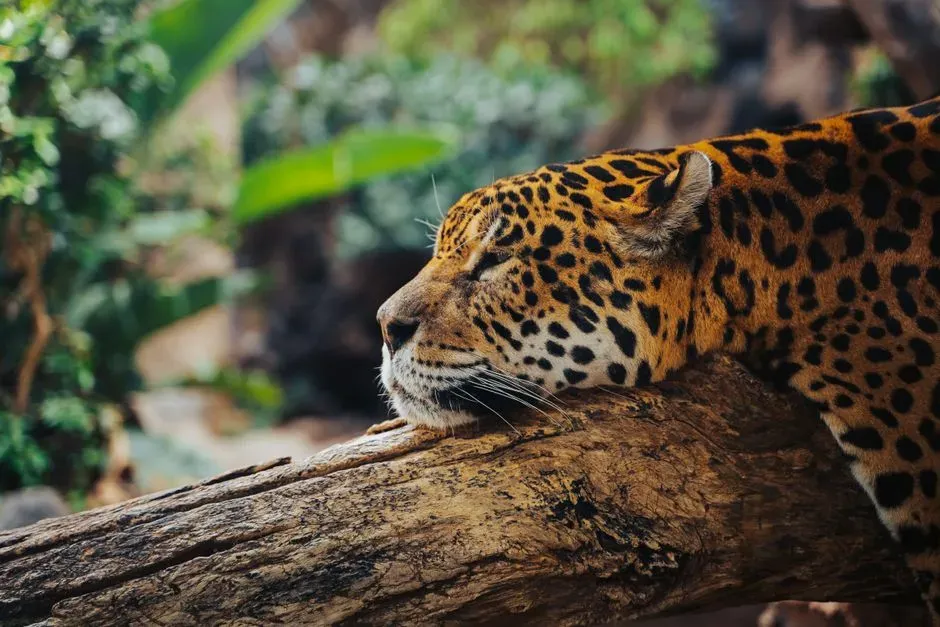 Supporting Broader Biodiversity (Image Credits: Pexels)