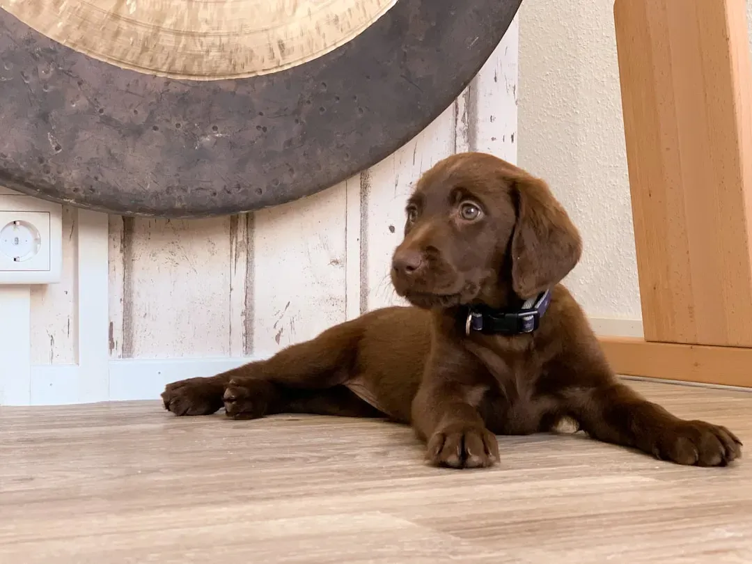 Labrador Retrievers and Cavalier King Charles Spaniels: Built for Human Connection (Image Credits: Unsplash)