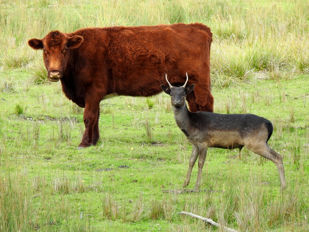 Cows Form Deep Friendships and Protective Alliances (Image Credits: Unsplash)