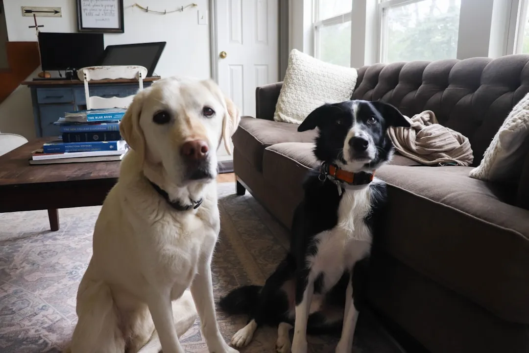 #9 - Interaction with Other Pets: Gentle Boundaries vs. Total Retreat (Image Credits: Unsplash)