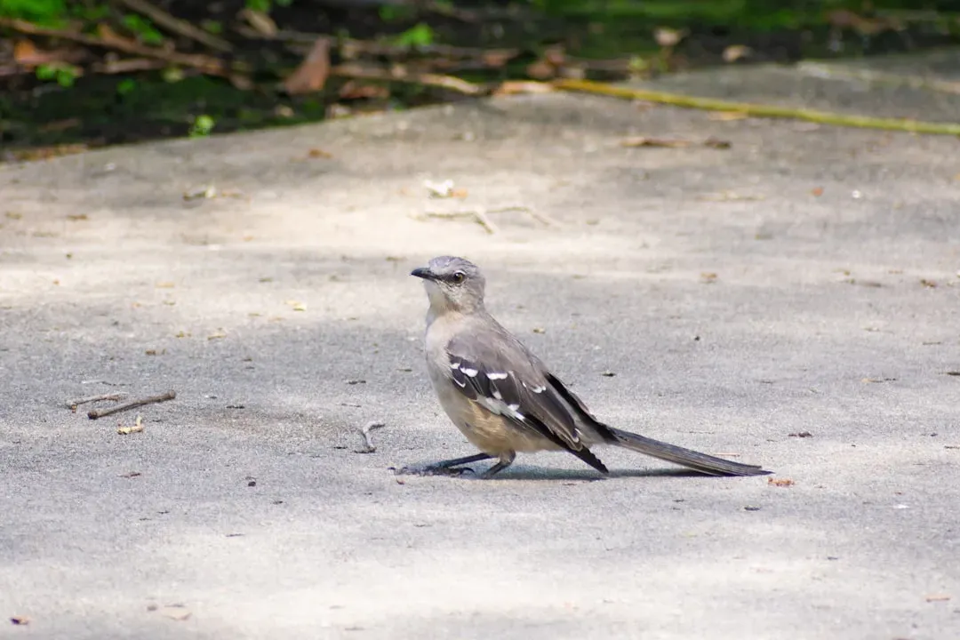 My Own Small Lesson From a Broken-Winged Bird (Image Credits: Unsplash)