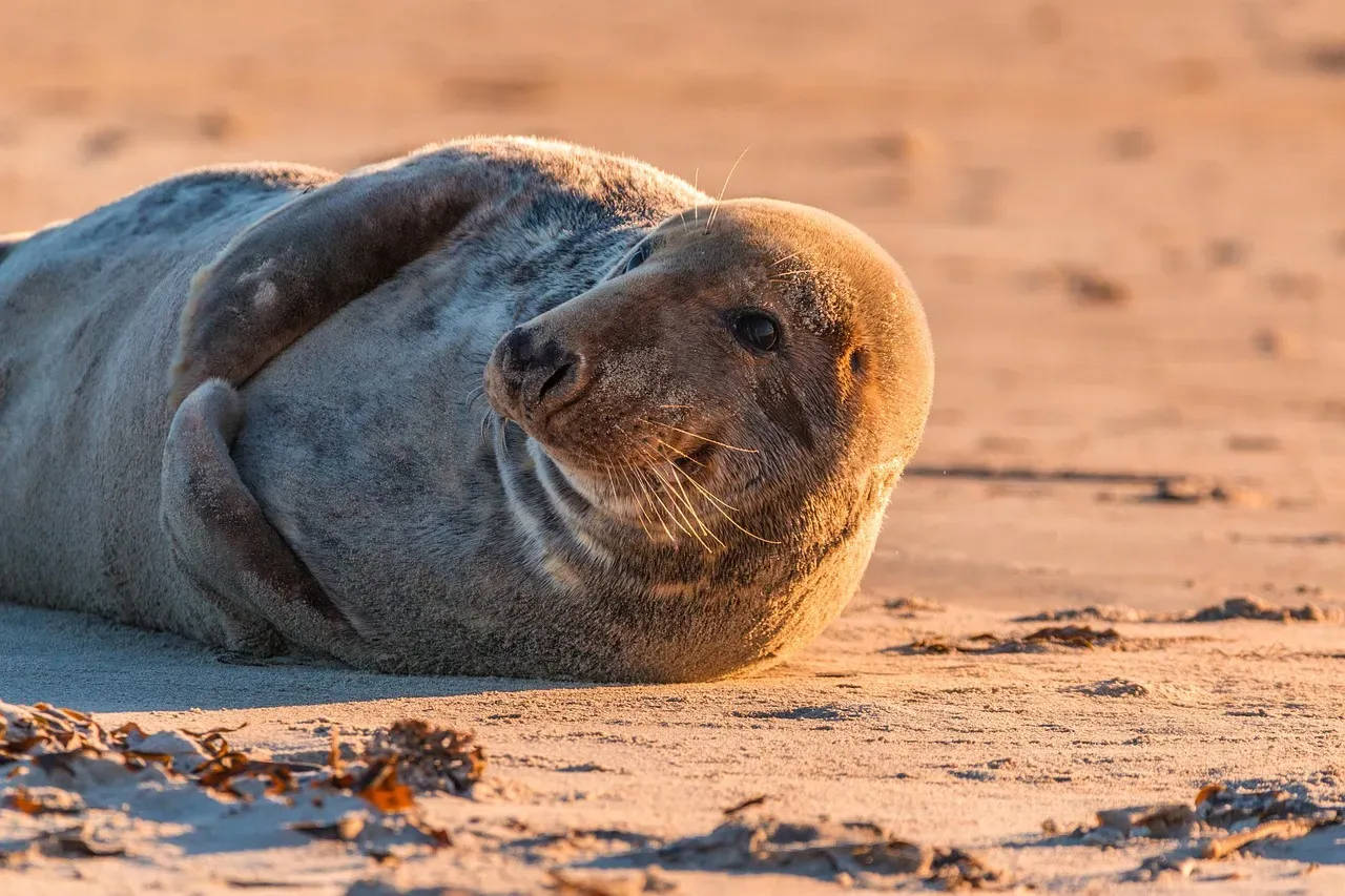 They Have the Lowest Genetic Diversity of All Seal Species (Image Credits: Pixabay)