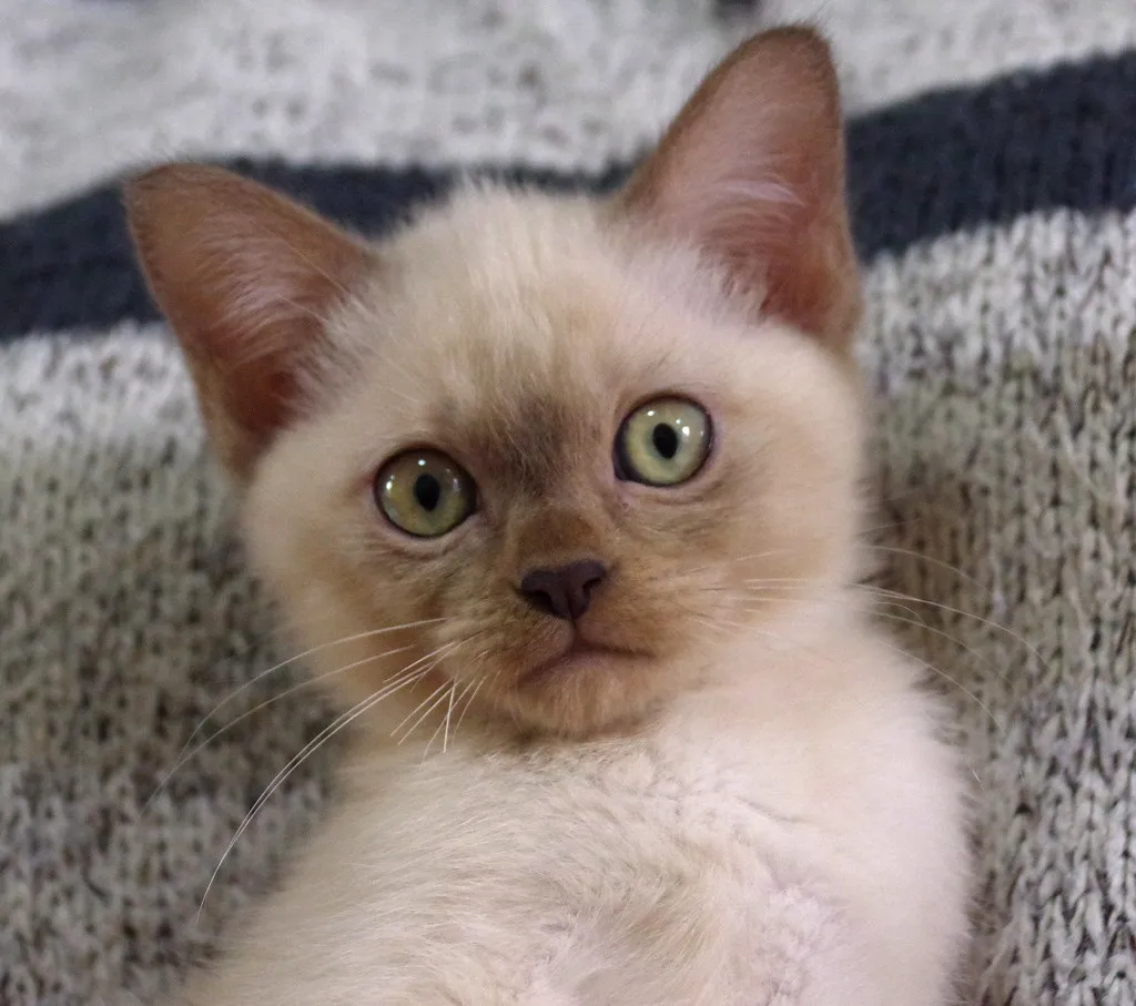 #15 - Burmese: High-Energy Kitten, Deeply Affectionate Adult (Softer With Age) (mattbuck4950, Flickr, CC BY-SA 2.0)