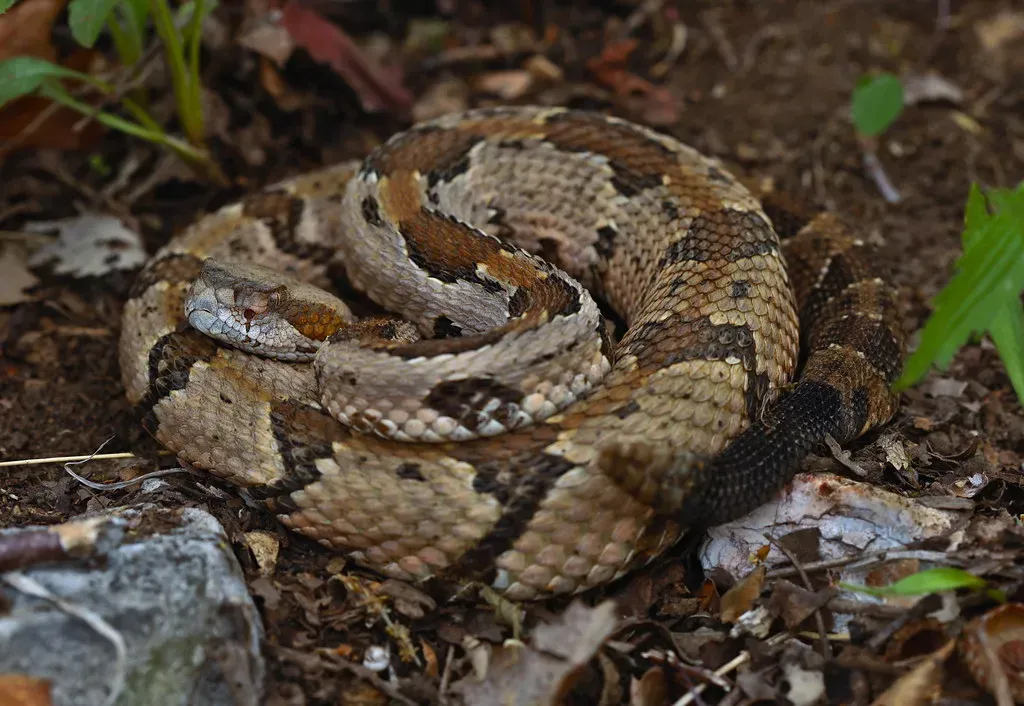 4. The Timber Rattlesnake: Rare, Venomous, and Protected (2ndPeter, Flickr, CC BY 2.0)