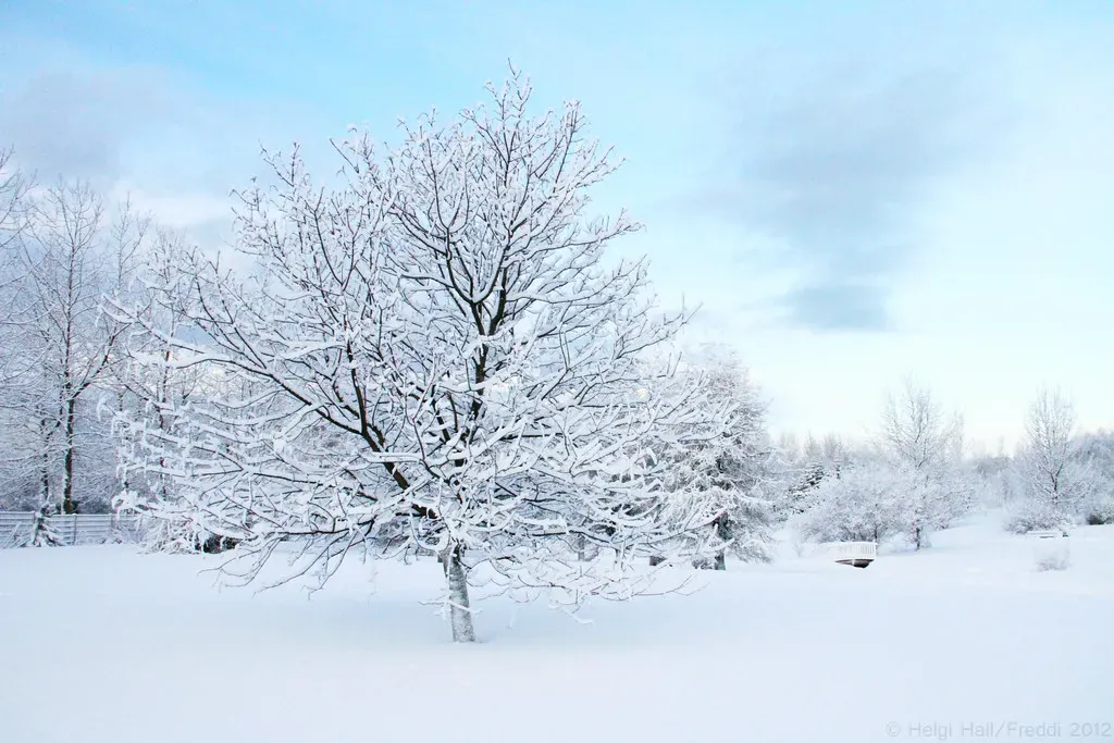 Branch Cracks Signaling an Unstable Tree (Helgi Halldórsson/Freddi, Flickr, CC BY-SA 2.0)