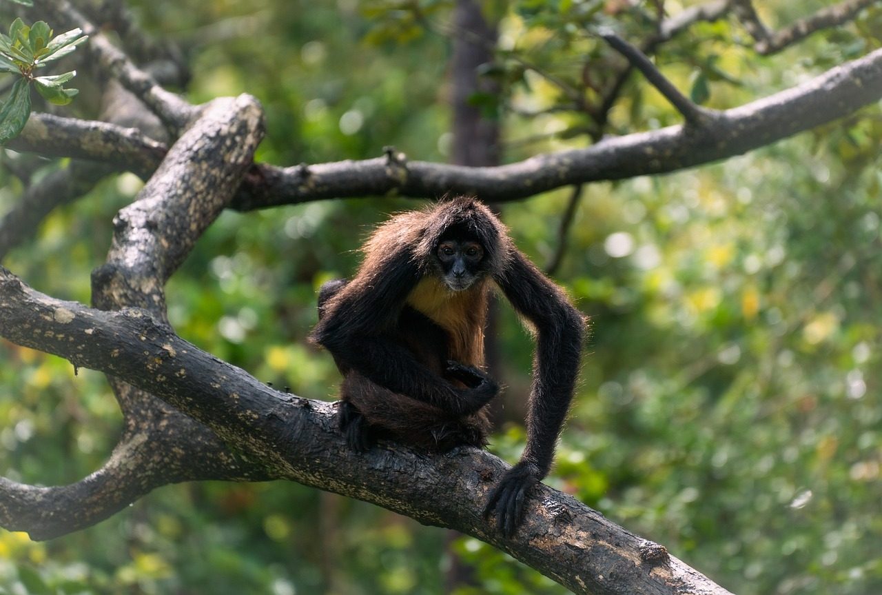 Sagittarius: The Adventurous Spider Monkey (Image Credits: Pixabay)