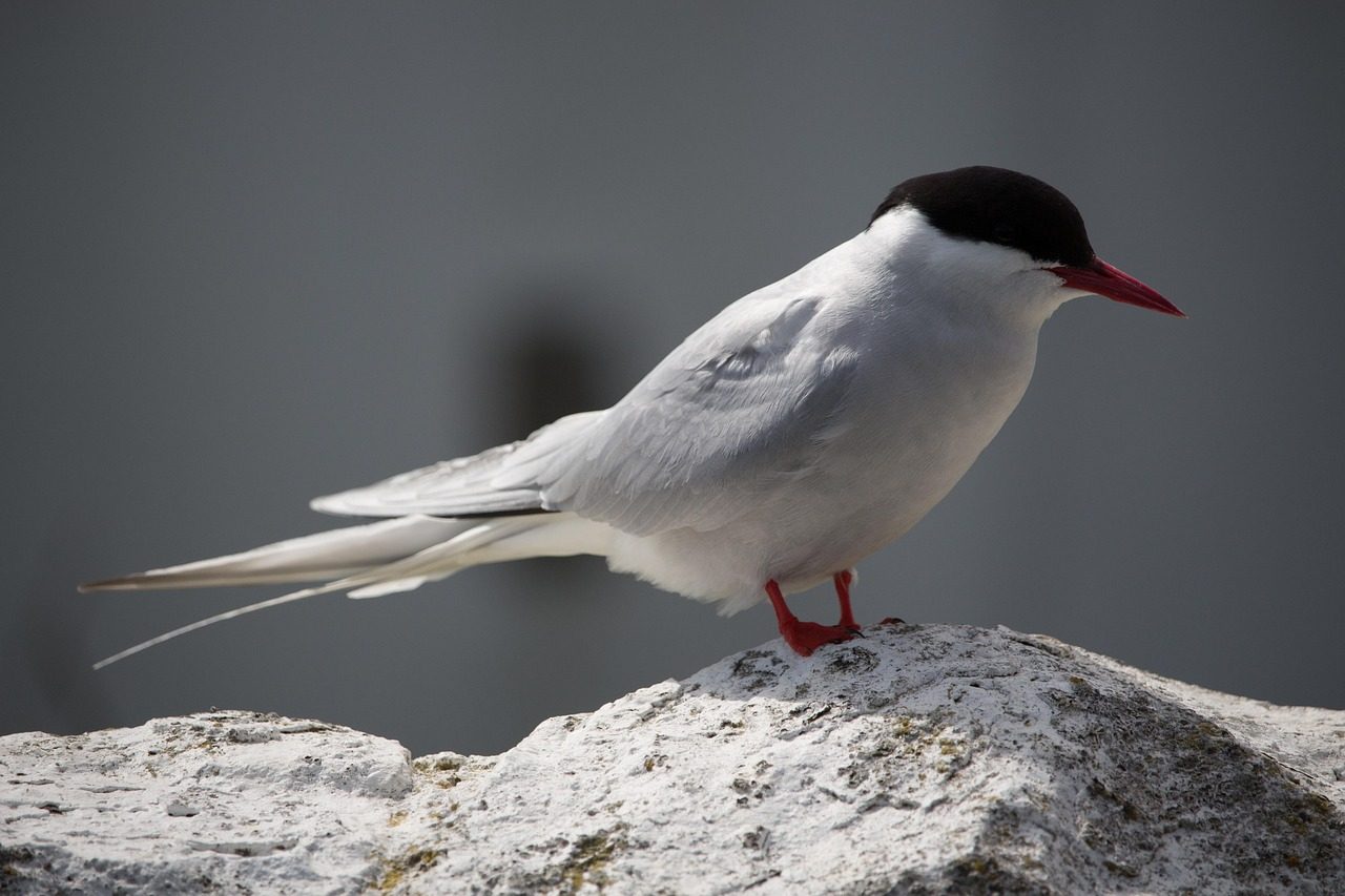 Arctic Terns: The Ultimate Frequent Flyers (Image Credits: Pixabay)