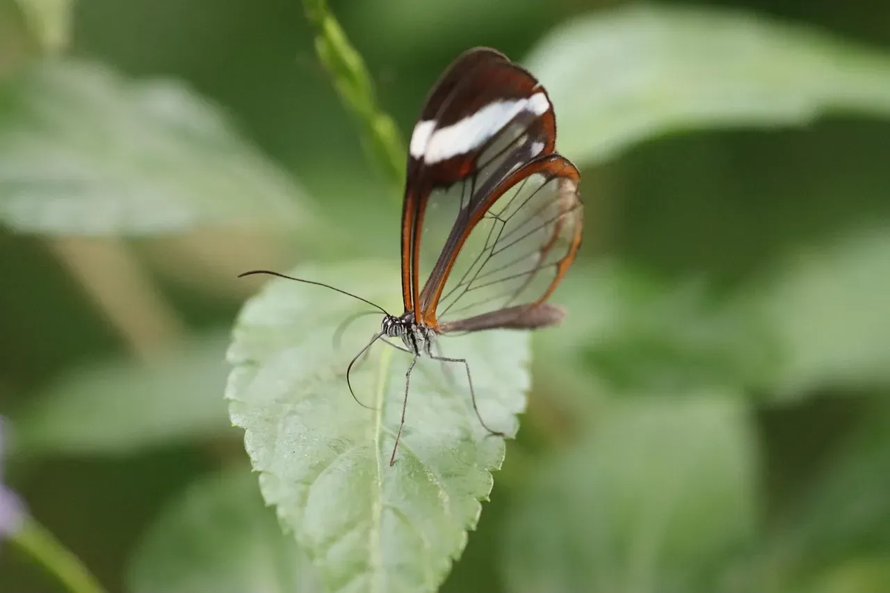 Why Butterflies Are So Hard to Tell Apart (Image Credits: Pixabay)