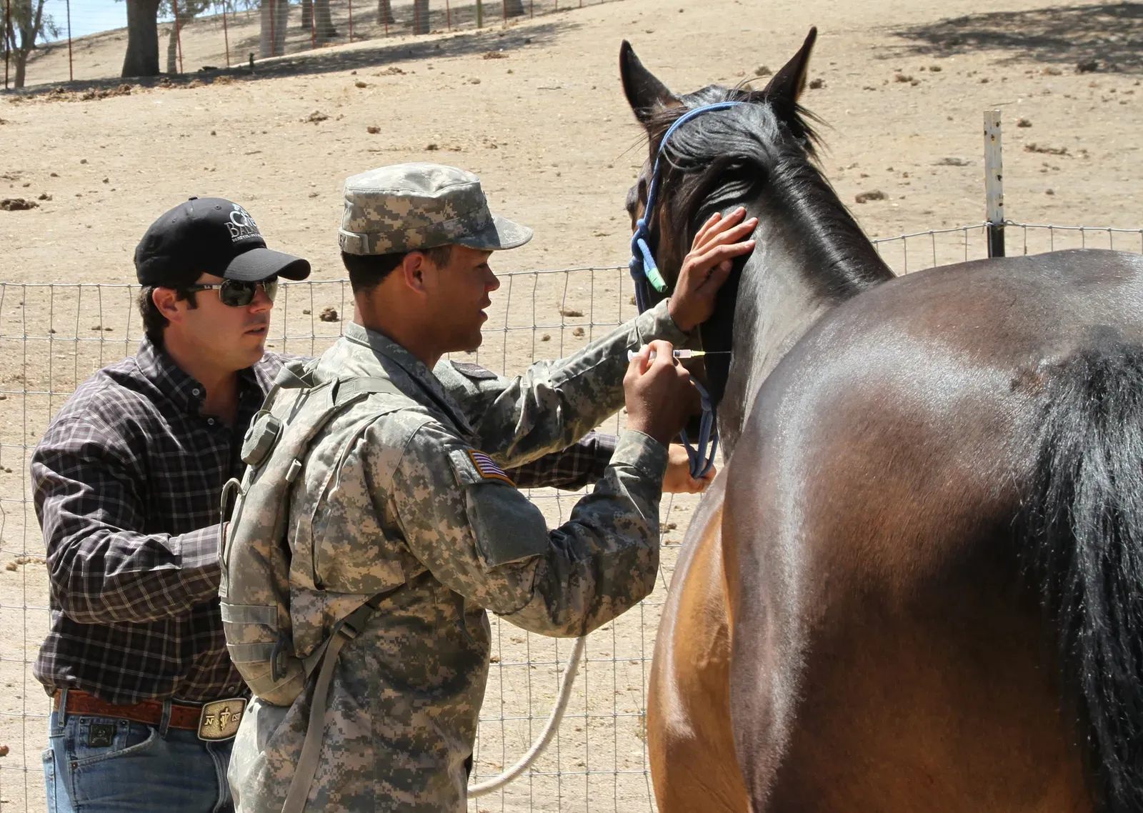 Horses Don't Need Vaccinations If They Stay Home (Image Credits: Wikimedia)