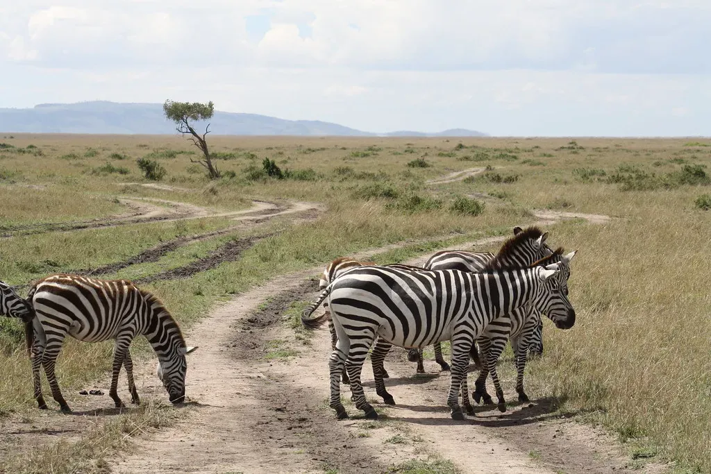 9. Grassland Partners with Zebras (shankar s., Flickr, CC BY 2.0)