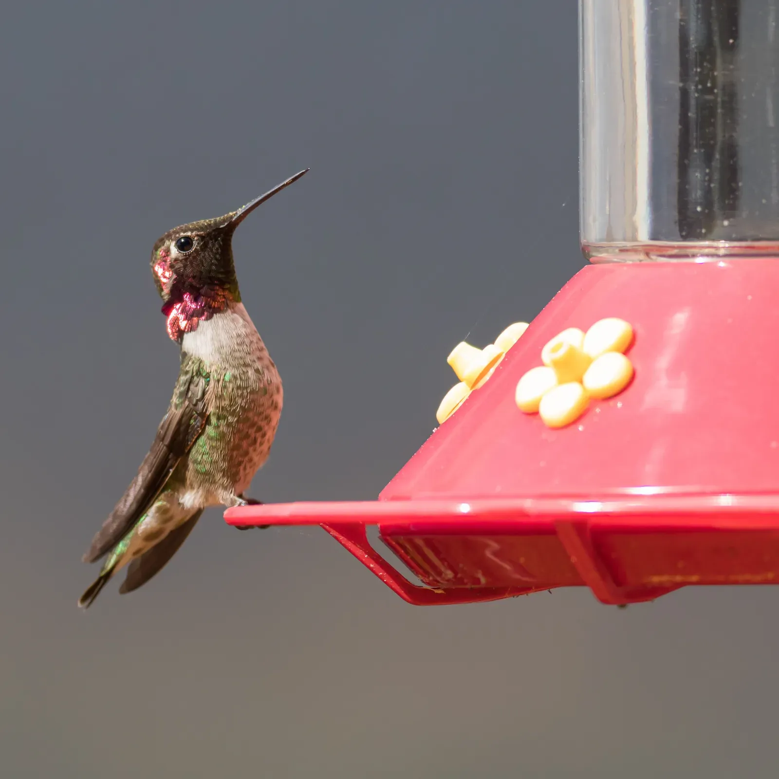 Hanging the Feeder in Direct Sunlight (By Frank Schulenburg, CC BY-SA 4.0)