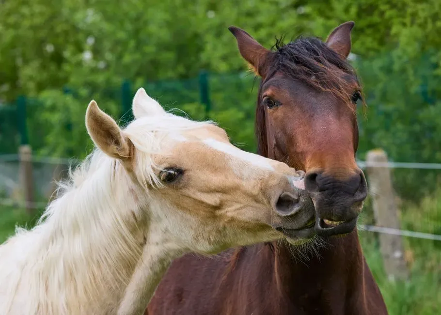 #2  Licking and Chewing Gets Celebrated When It Might Mean the Horse Is Overwhelmed (Image Credits: Pexels)
