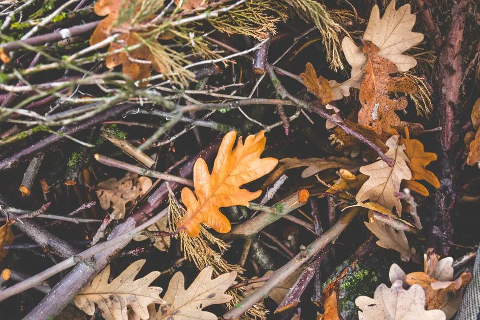 4. Embrace &ldquo;Messy&rdquo;: Leave Leaves, Stems, and Dead Wood for Shelter (Image Credits: Pexels)