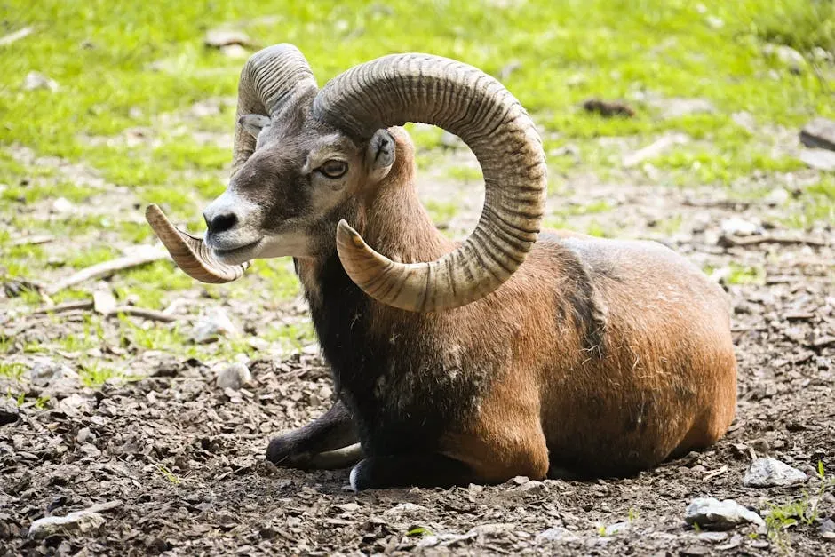 The Fire Element: Why the Ram Burns So Bright (Image Credits: Pexels)