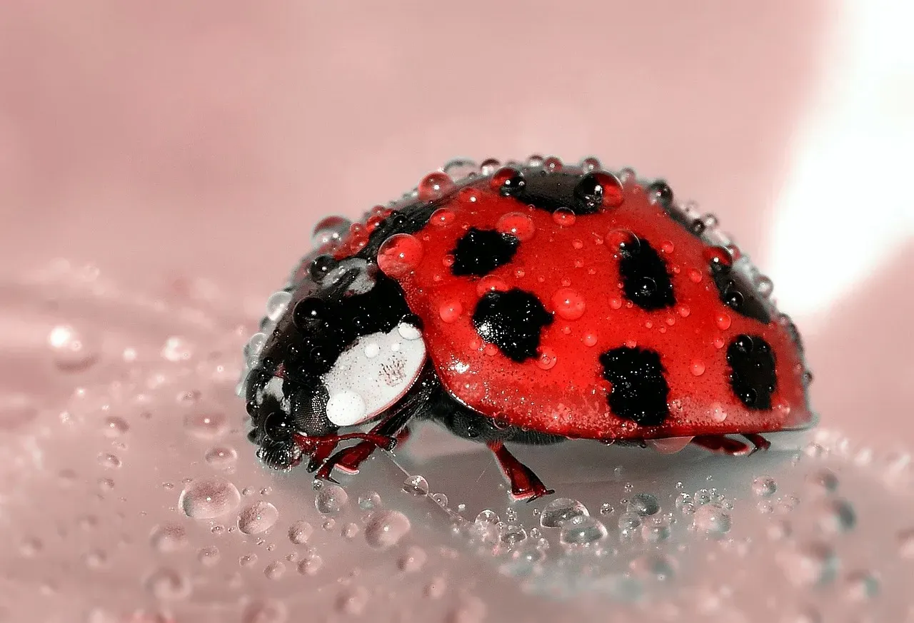 Beetles: The Decomposers Keeping Nutrients in Motion (Image Credits: Pixabay)