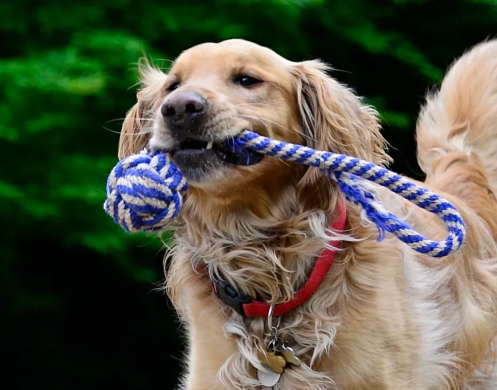 Golden Retriever (tvdflickr, Flickr, CC BY 2.0)