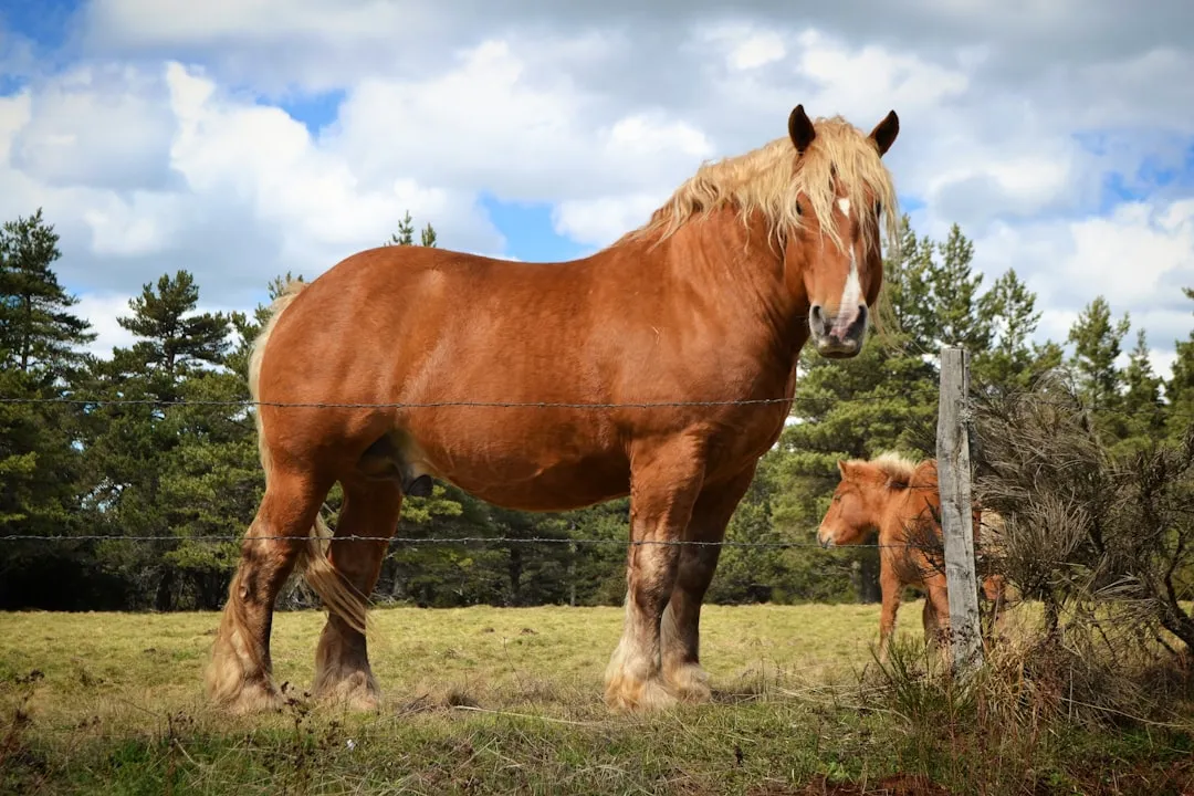 Belgian Draft: Gentle Giant That Tends Not to Fixate (Image Credits: Unsplash)