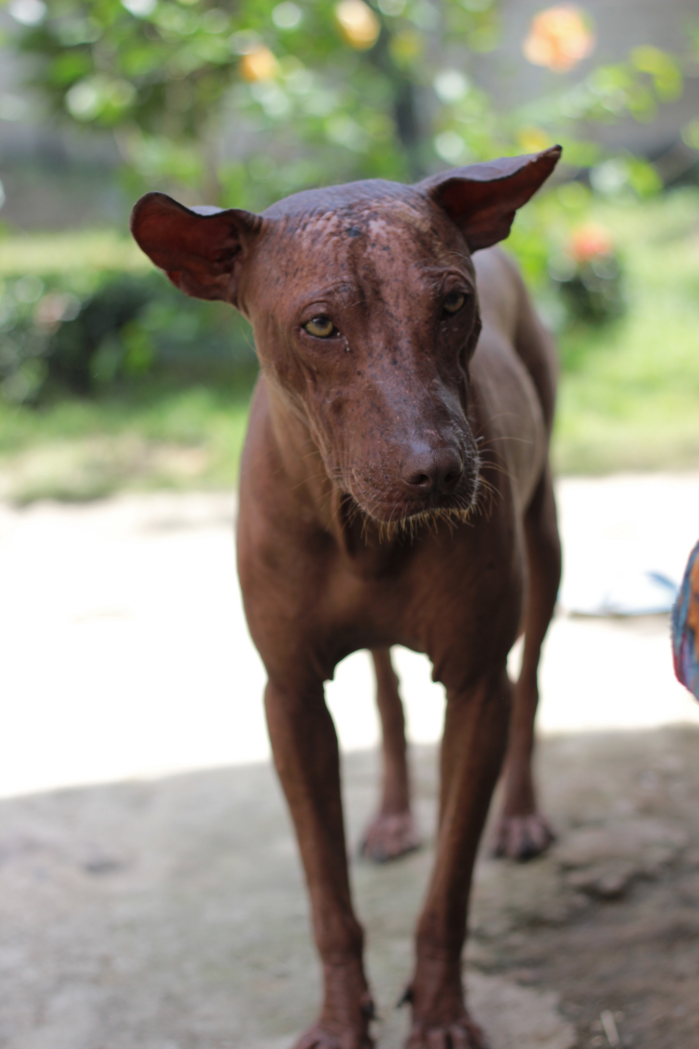 #12 Xoloitzcuintli - The Ancient Aztec Treasure (Image Credits: Wikimedia)
