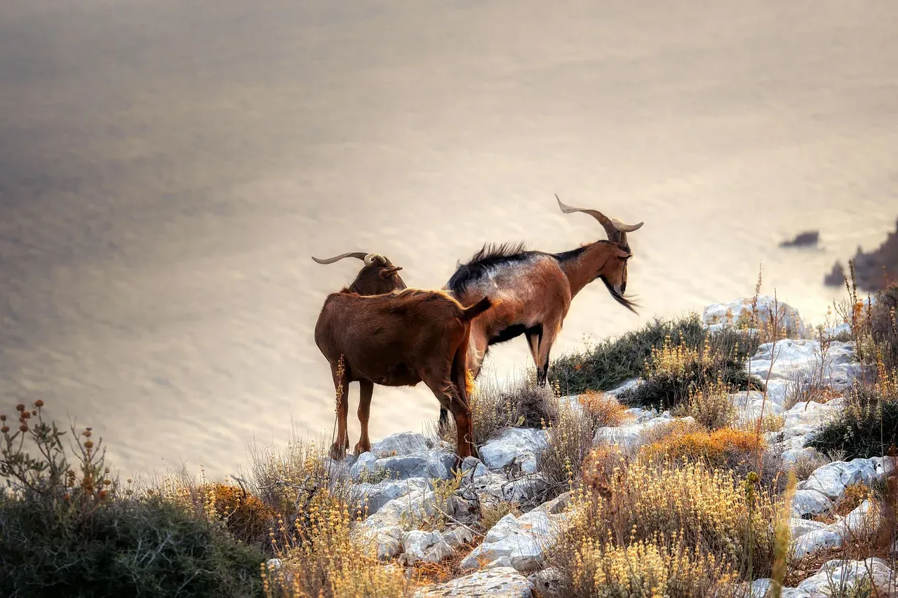 The Mythical Sea-Goat: A Creature of Dual Worlds (Image Credits: Pixabay)