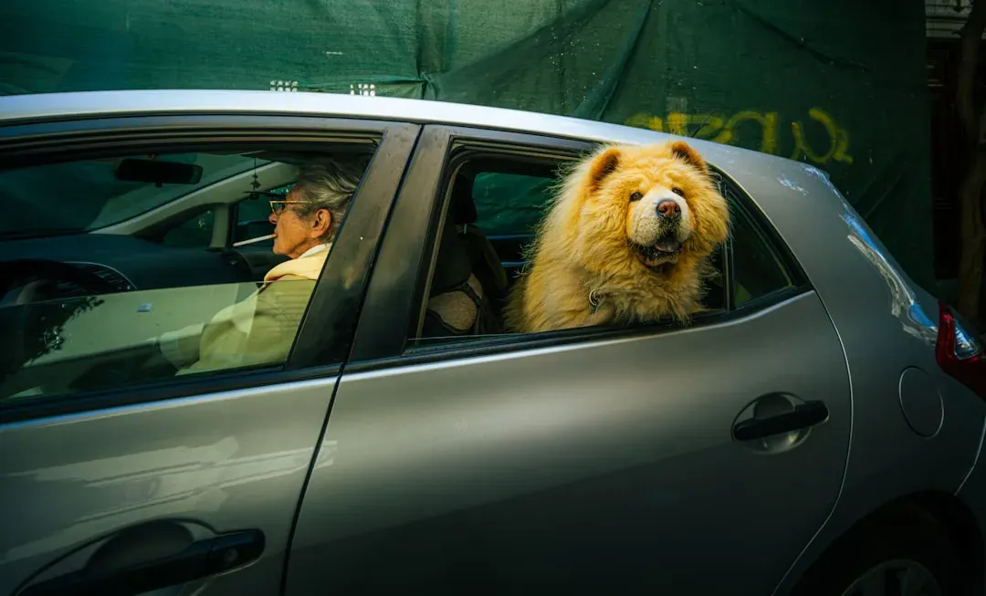 Motion Sickness from Car Rides (Image Credits: Unsplash)