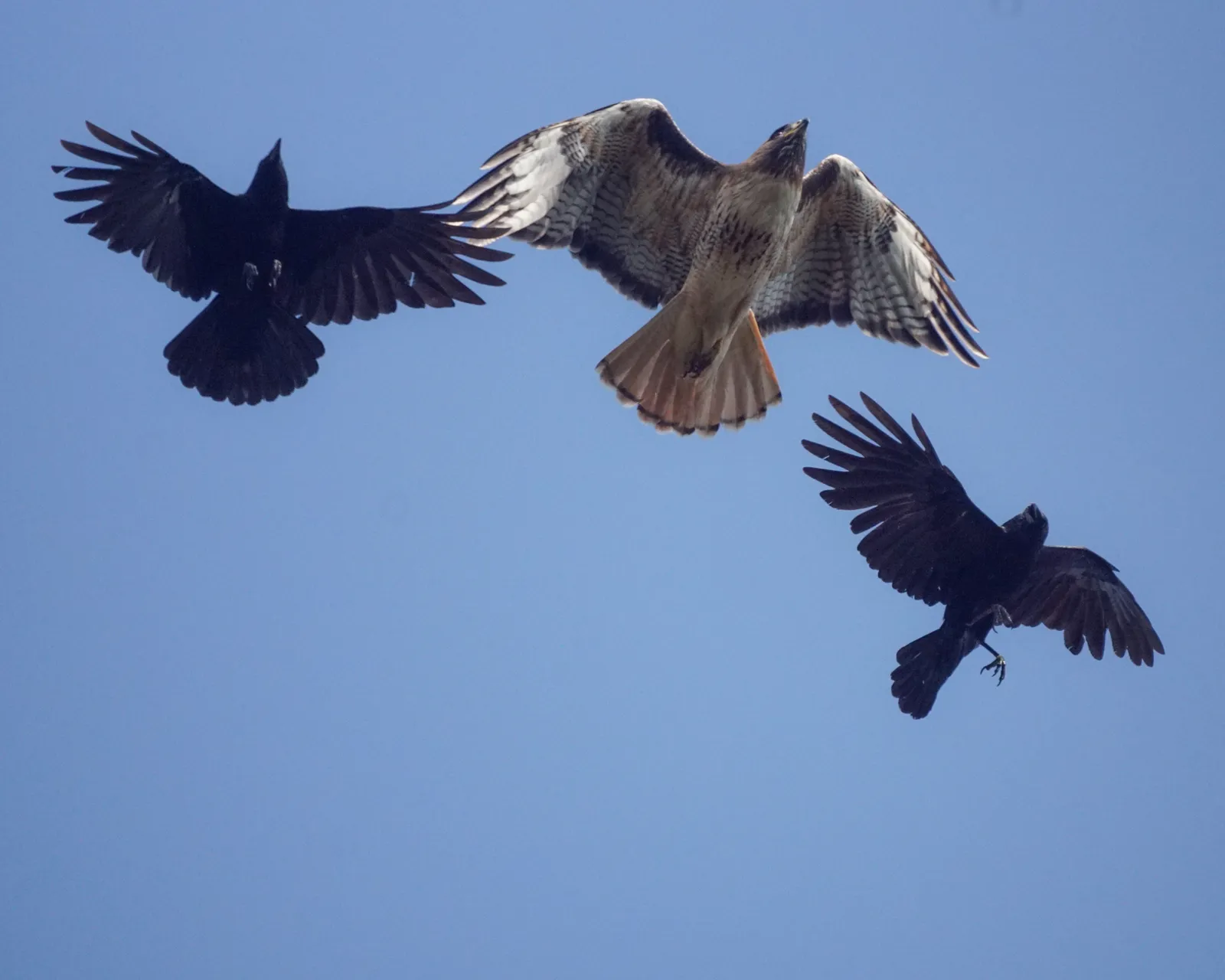 #6 - Forming Mobs To Wear Predators Down (Two crows chasing a hawk, CC BY-SA 2.0)