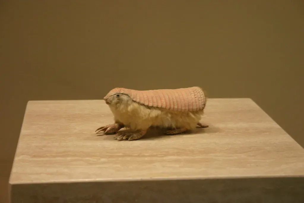 The Pink Fairy Armadillo: The Tiniest Armored Mammal (Image Credits: Flickr)