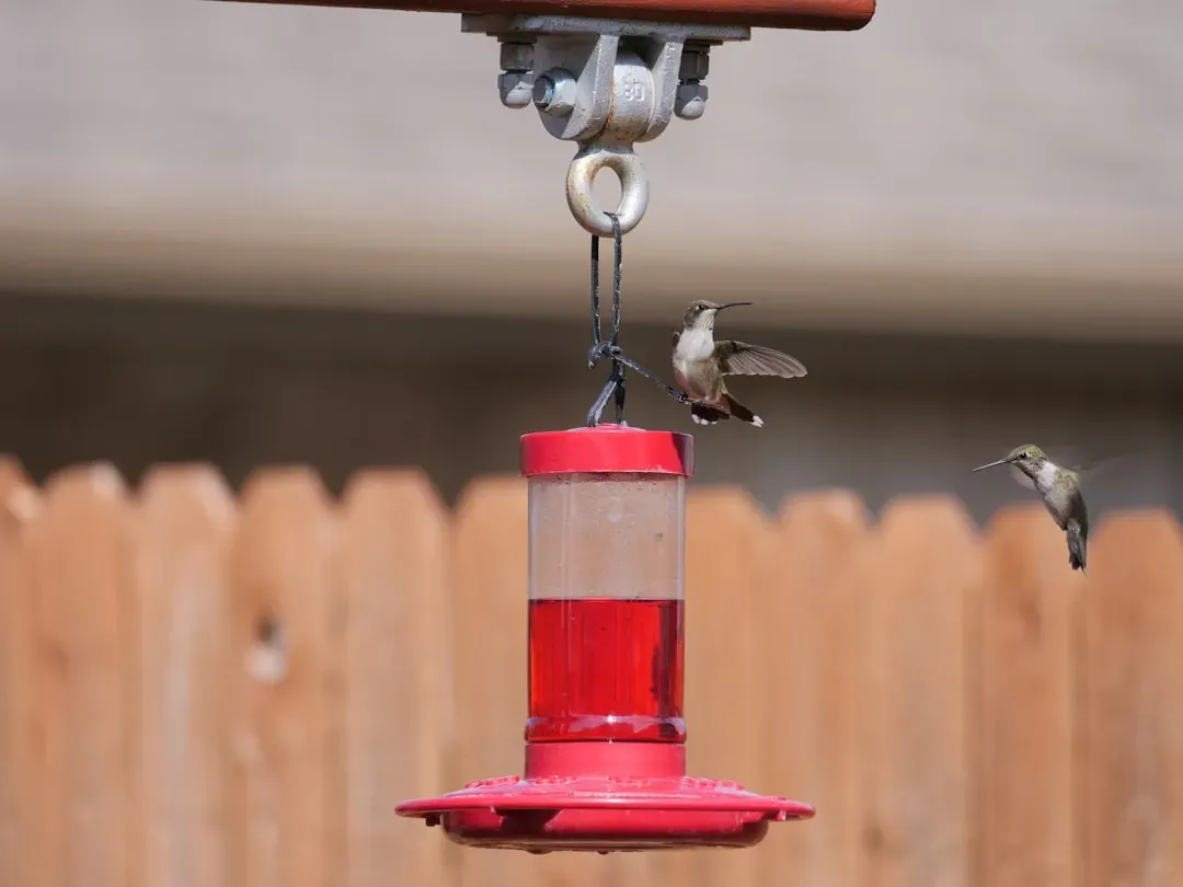 #9 Choosing Cheap Plastic Feeders (Image Credits: Unsplash)