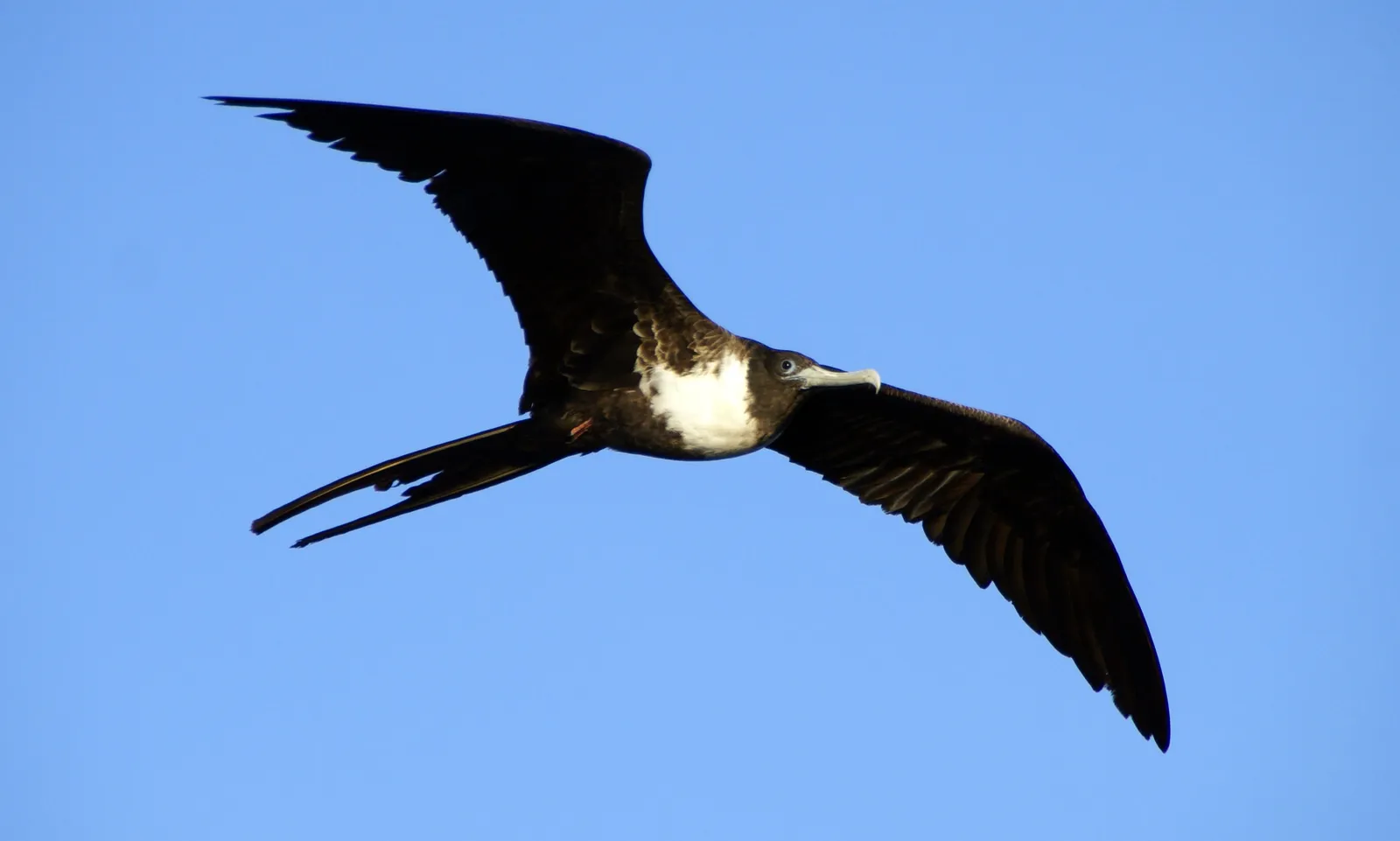 The Ocean Nomads That Almost Never Land (originally posted to Flickr as magnificent frigate bird, CC BY-SA 2.0)