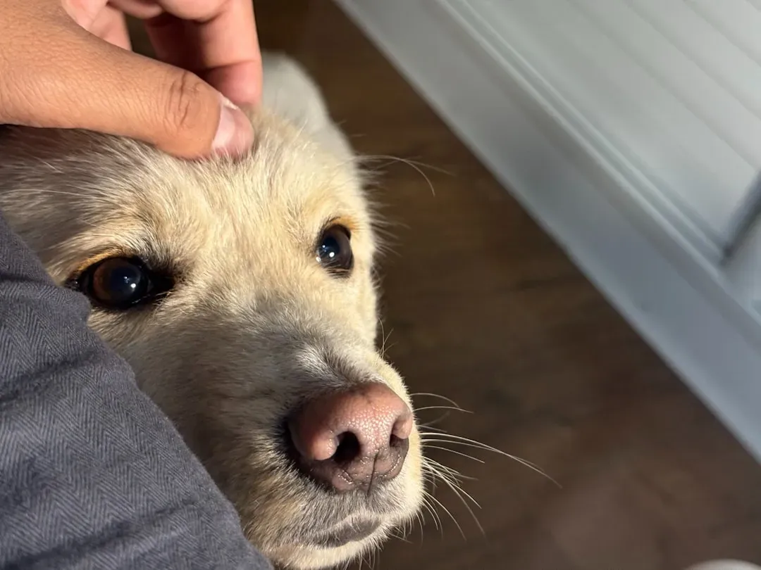 Behavior Cues: How to Know If Your Dog Was Bitten (Image Credits: Unsplash)