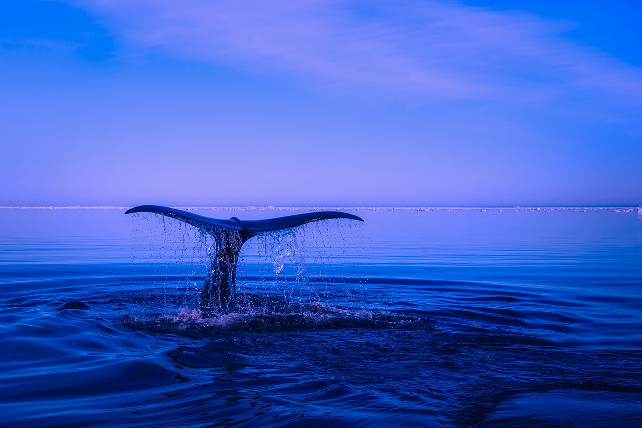 When Lightning Actually Meets a Whale (Image Credits: Pixabay)