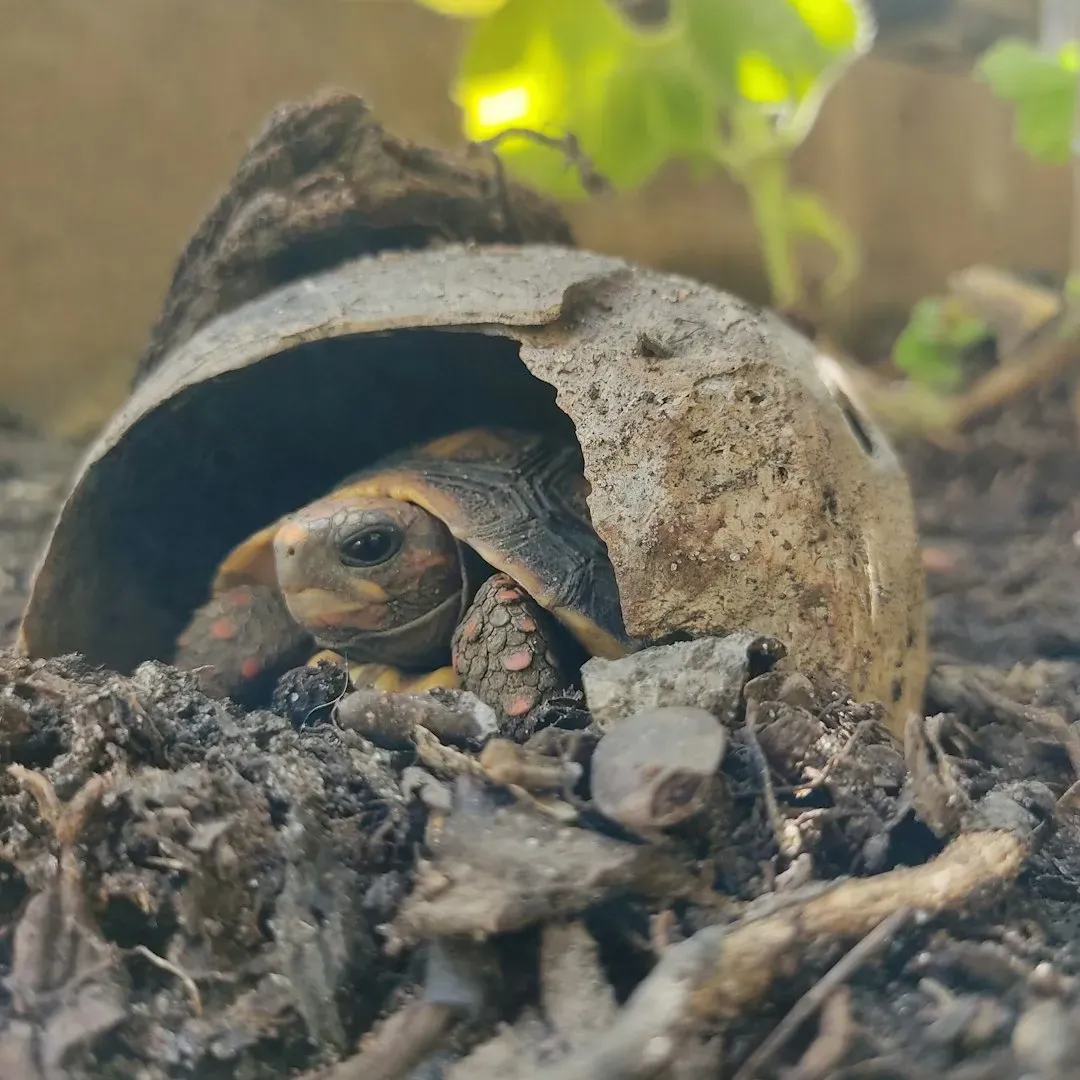 Why the Gopher Tortoise Earns Its Keystone Title (Image Credits: Unsplash)