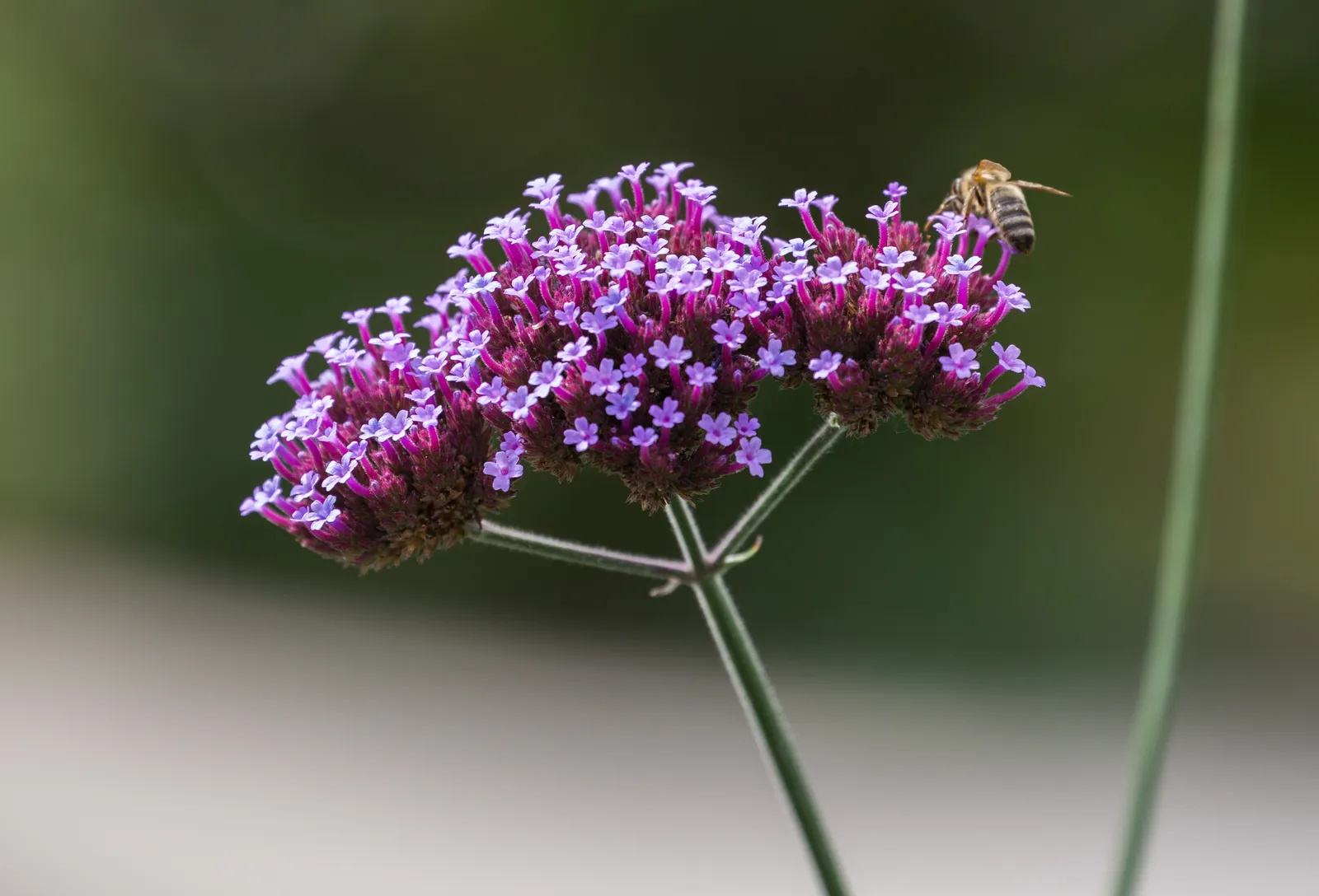 #14 - Verbena: Tall Types That Draw Skippers and Bees (By Diego Delso, CC BY-SA 3.0)