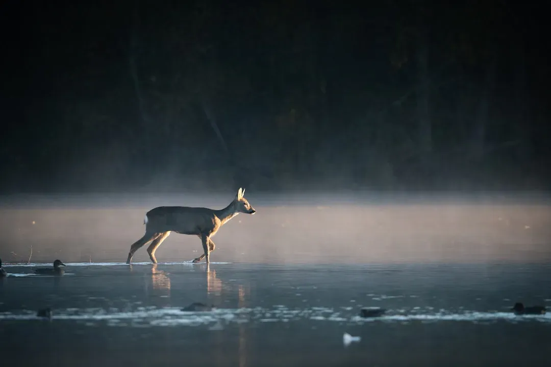 Deer Often React to Artificial Lights at Night (Image Credits: Unsplash)