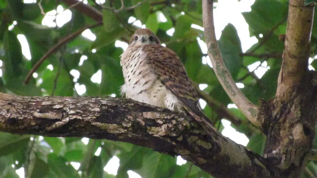 Mauritius Kestrel - Black River Gorges, Mauritius (Josh Noseworthy, Flickr, CC BY 2.0)